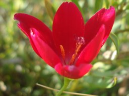 Geissorhiza erosa anthers orange